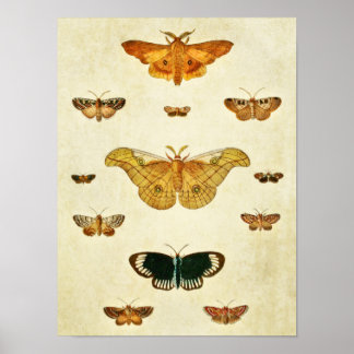Vintage Butterfly Print 396 Poster