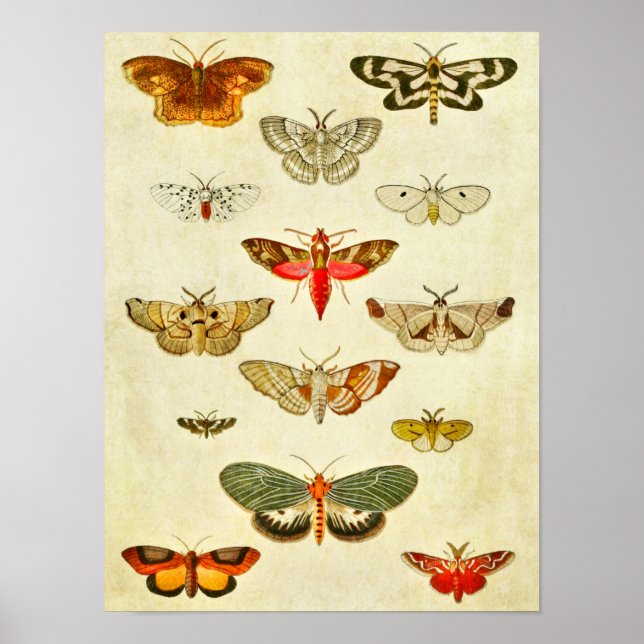 Vintage Butterfly Print 398 Poster (Framsidan)