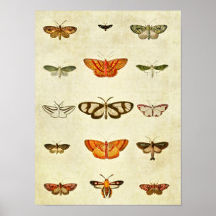 Vintage Butterfly Print 400 Poster