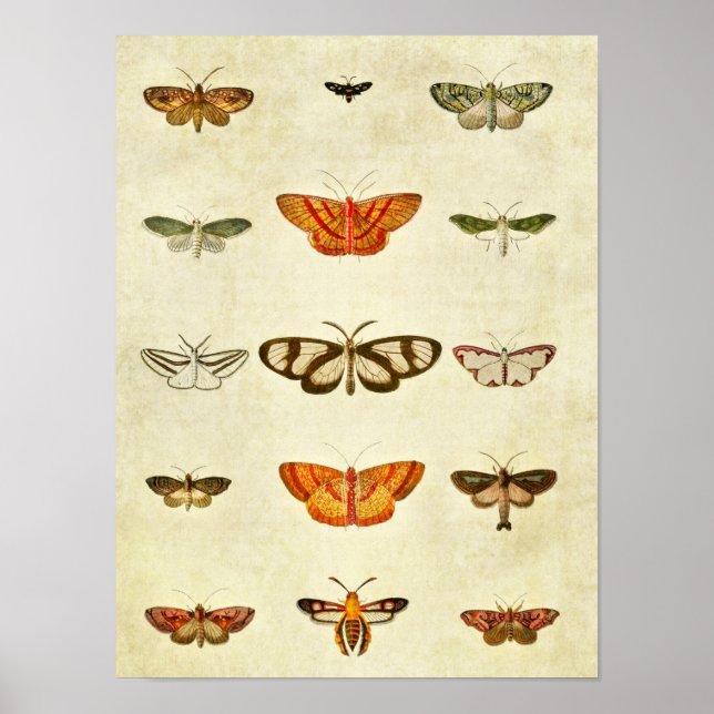 Vintage Butterfly Print 400 Poster (Framsidan)