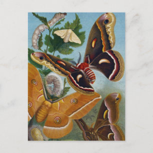 Vintage Butterfly Vykort