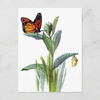 Vintage Butterfly Vykort
