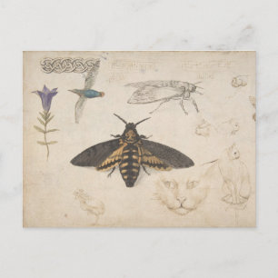Vintage Butterfly-vykort Vykort