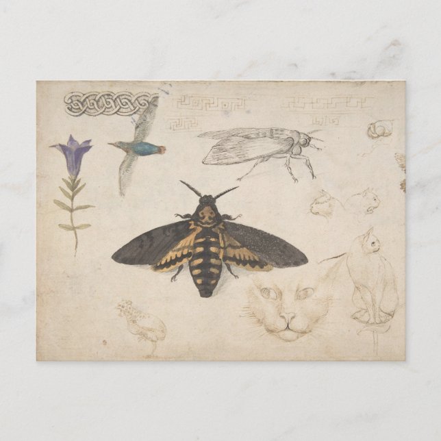 Vintage Butterfly-vykort Vykort (Framsida)