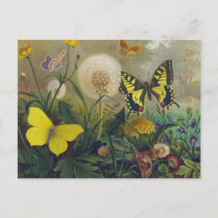 Vintage Butterfly-vykort Vykort