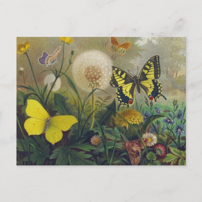 Vintage Butterfly-vykort Vykort (Framsida)