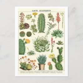 Vintage Cacti och Succulents Botanical Teckning Vykort