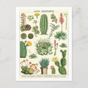 Vintage Cacti och Succulents Botanical Teckning Vykort