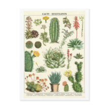 Vintage Cacti och Succulents Botanical Teckning