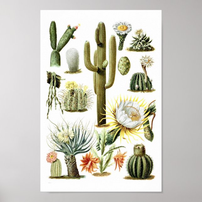Vintage Cactus Botanical Illustration Poster (Framsidan)