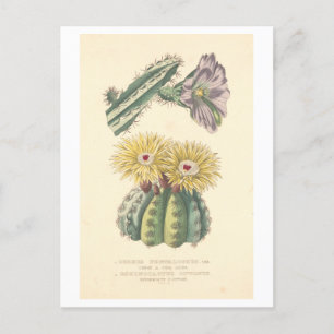 Vintage Cactus Botanical Illustration vykort