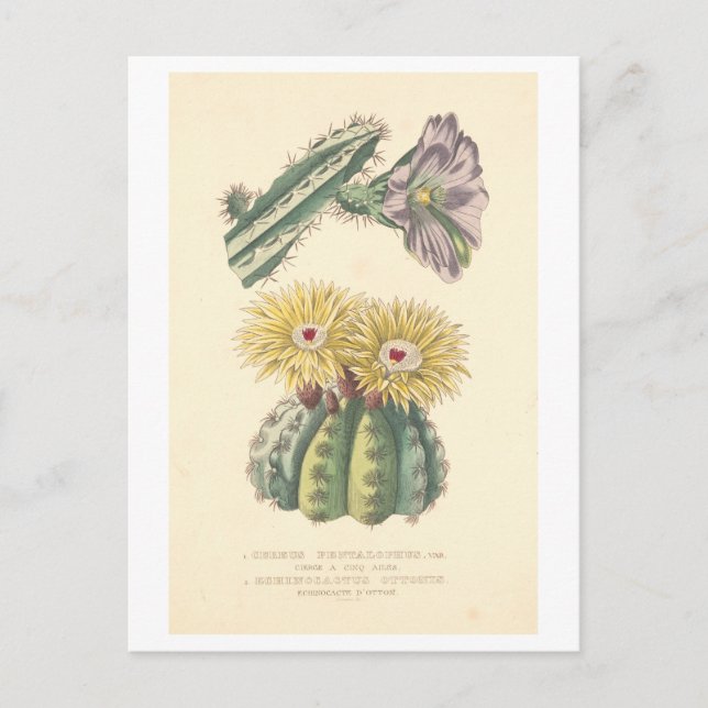 Vintage Cactus Botanical Illustration vykort (Framsida)