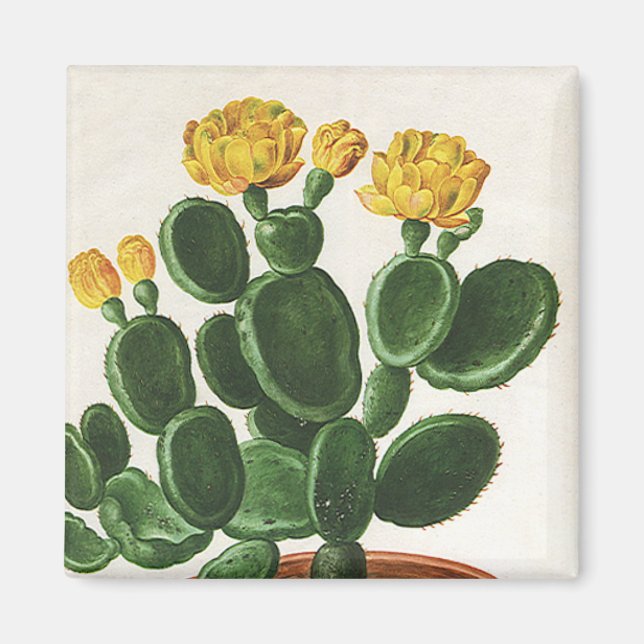 Vintage Cactus Flowers, Succulents Cacti Plants Magnet (Framsidan)