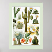Vintage Cactus Scientific Illustration
