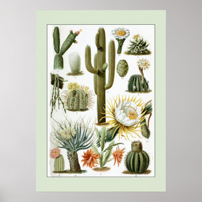 Vintage Cactus Scientific Illustration Poster (Framsidan)