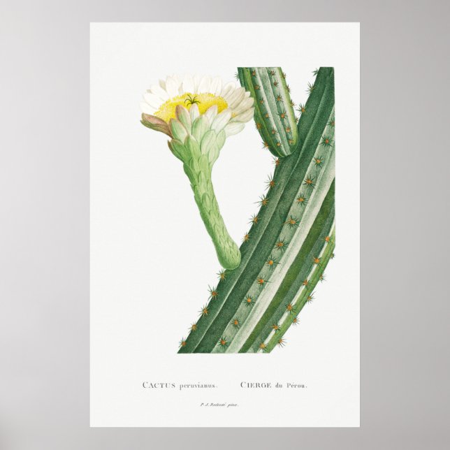 Vintage Cactus/Succulent Illustration Poster (Framsidan)