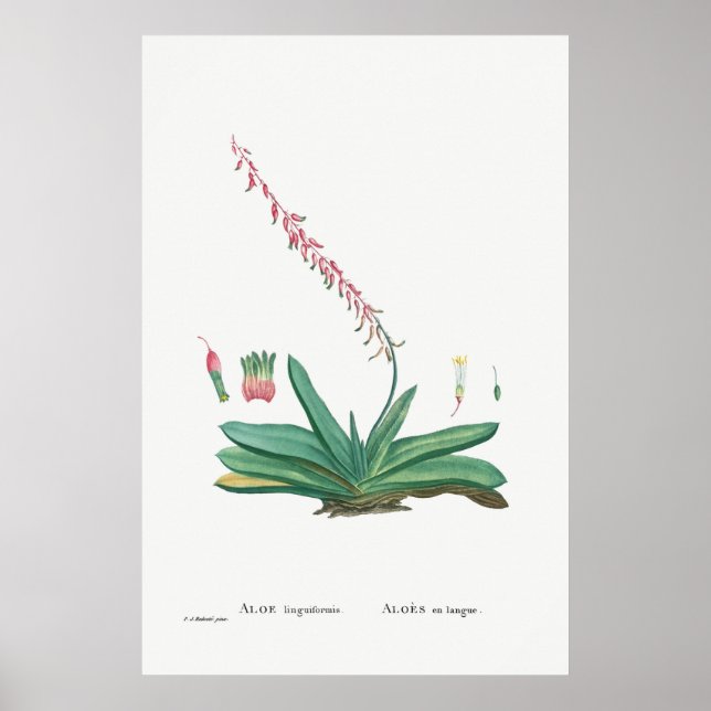 Vintage Cactus/Succulent Illustration Poster (Framsidan)