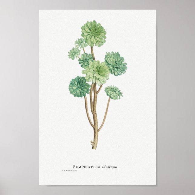 Vintage Cactus/Succulent Illustration Poster (Framsidan)