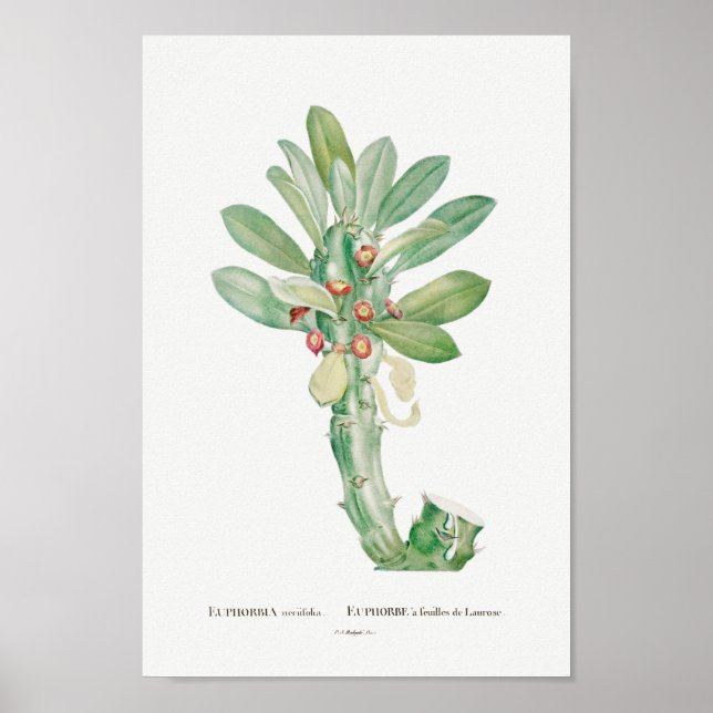 Vintage Cactus/Succulent Illustration Poster (Framsidan)