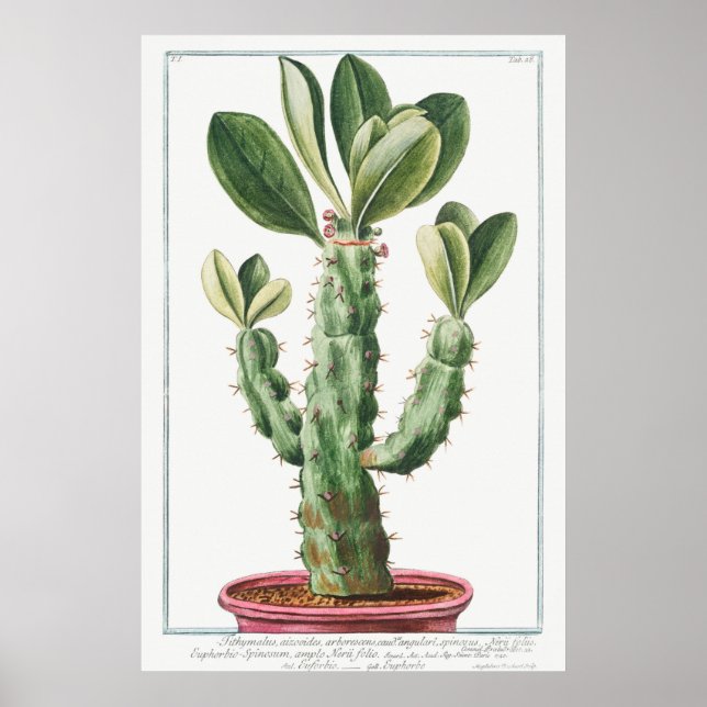 Vintage Cactus/Succulent Illustration Poster (Framsidan)