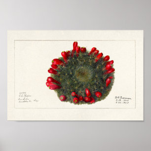 Vintage Cactus/Succulent Illustration Poster