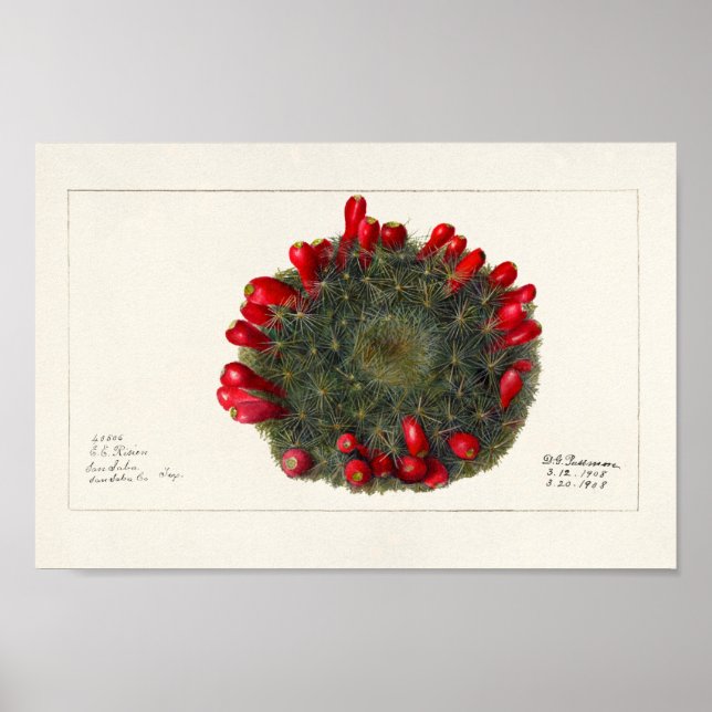 Vintage Cactus/Succulent Illustration Poster (Framsidan)