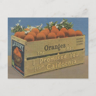 Vintage California Oranges-vykort Vykort