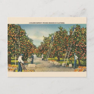 Vintage California Oranges-vykort Vykort