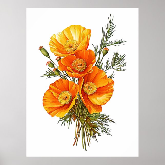 Vintage California Poppies Illustration Poster (Framsidan)