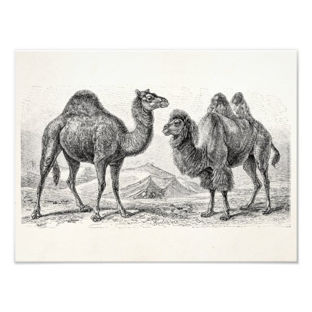 Vintage Camel Illustration - Retro Antique Camels Fototryck (Framsidan)