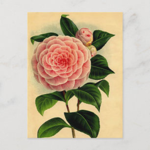 Vintage Camellia Blommigt Postcard - Söt Rosa Vykort