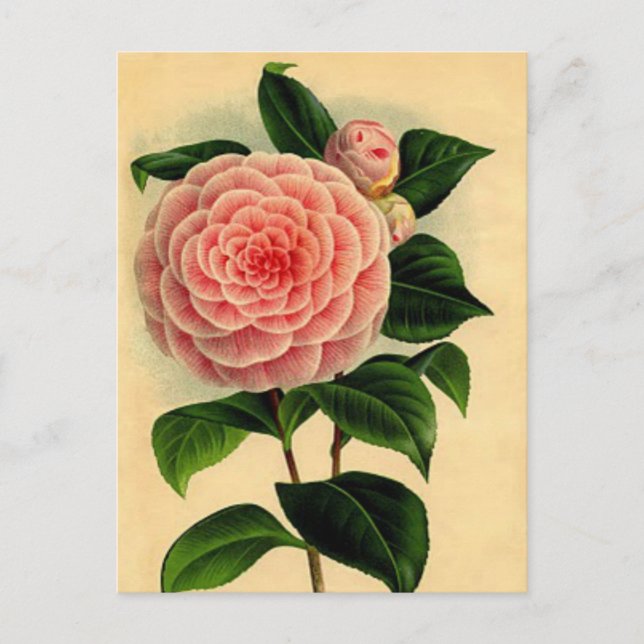 Vintage Camellia Blommigt Postcard - Söt Rosa Vykort (Framsida)