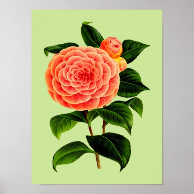 Vintage Camellia Flower #2 Poster (Framsidan)