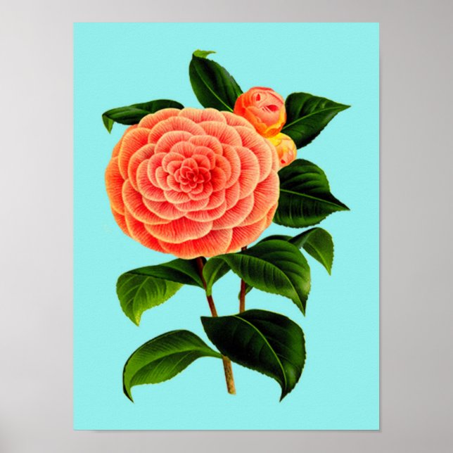 Vintage Camellia Flower Poster (Framsidan)