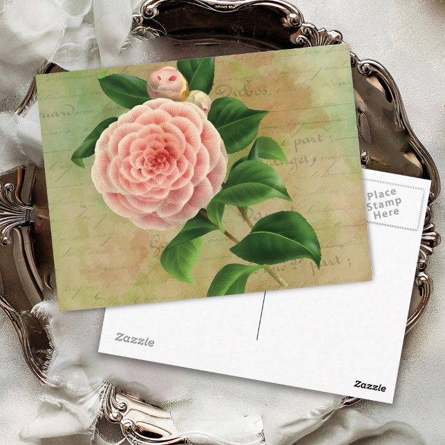 Vintage Camellia Fransk Botanical Vykort (Skapare uppladdad)