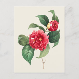Vintage Camellia Japonica Botanical Illustration Vykort
