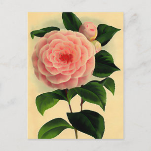 Vintage camellia vykort