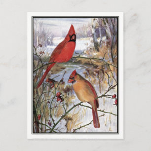 Vintage Cardinal av Robert Bruce Horsfall Vykort