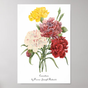 Vintage Carnations Dianthus Garden Flowers Redoute Poster