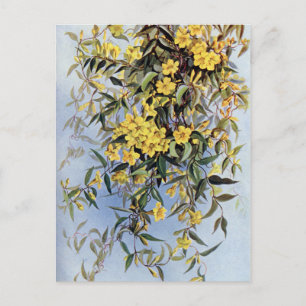 Vintage Carolina Jessamine Gula blommor Blommigt Vykort