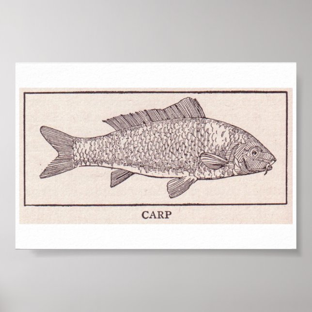 Vintage Carp Poster (Framsidan)