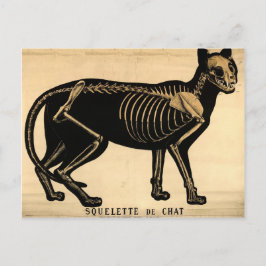 Vintage Cat Skeleton Vykort