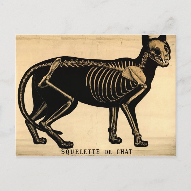 Vintage Cat Skeleton Vykort (Framsida)