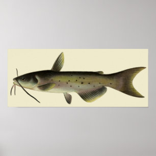 Vintage Catfish, Marine Life River Animal Poster
