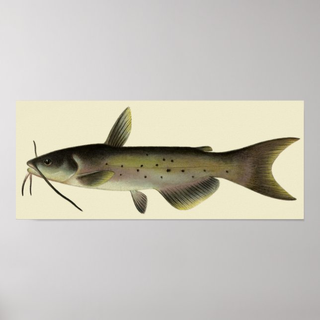 Vintage Catfish, Marine Life River Animal Poster (Framsidan)
