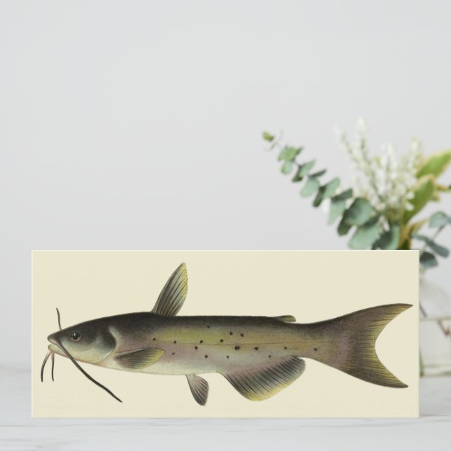 Vintage Catfish, Marine Life River Fish (Stående Fram)