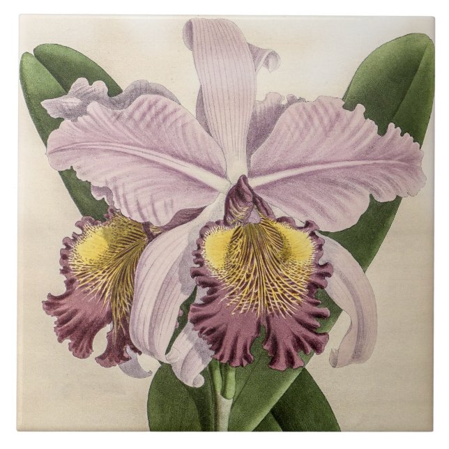 Vintage Cattleya Hardyana Orchid Flower Kakelplatta (Framsidan)