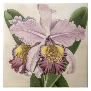 Vintage Cattleya Hardyana Orkidé Blomma Kakelplatta
