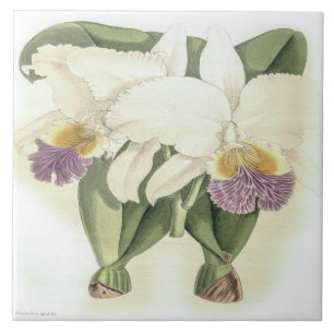 Vintage Cattleya Mendelii Bella Orchid Flower Kakelplatta
