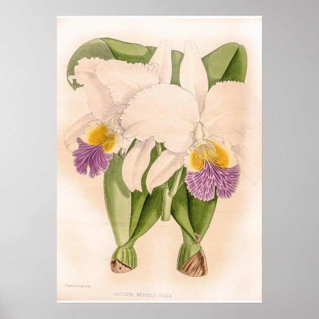 Vintage Cattleya Mendelii Bella Orchid Flower Poster (Framsidan)